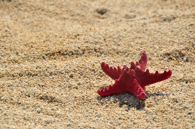 Red sea star on sandy beach on a sunny day