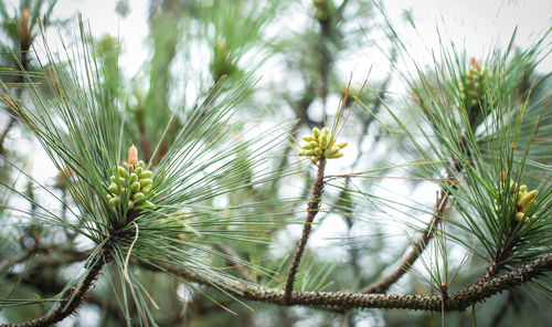 Close-up of pine tree on field