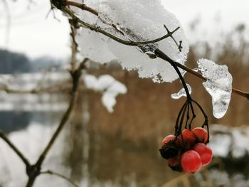 Close-up of berries on plant during winter