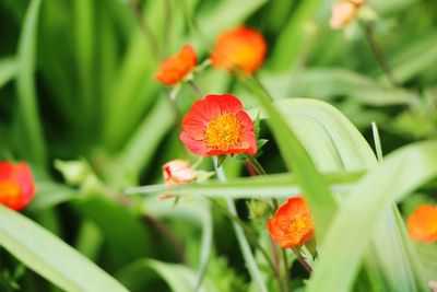 Close-up of orange flowering plant