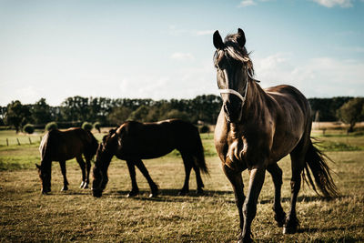 Horses standing in ranch