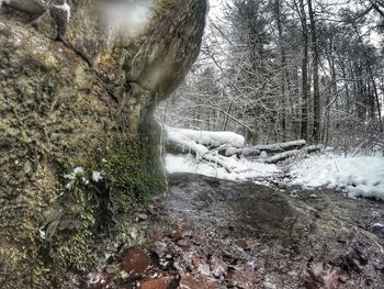 Trees in the dark