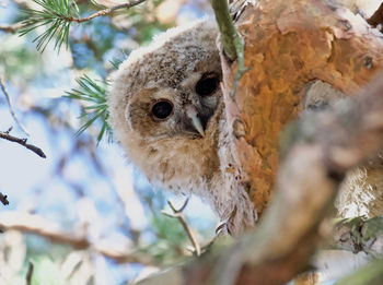 Young tawny owl