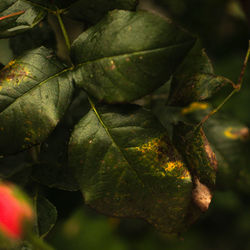 Close-up of fresh green leaves