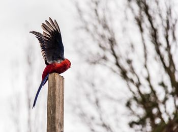 Low angle view of bird perching on tree