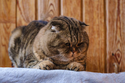 Close-up of a cat resting