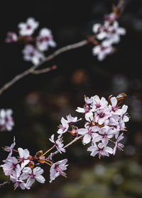 Close-up of pink cherry blossoms in spring