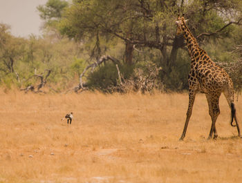 Giraffe standing on field