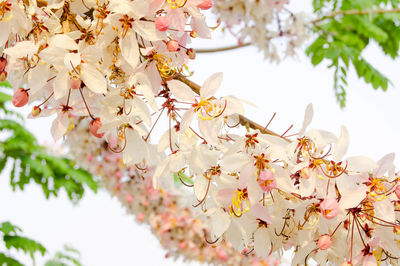 Close-up of pink cherry blossoms in spring