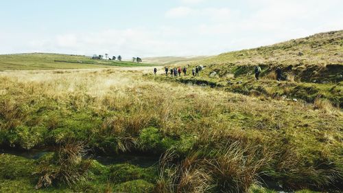 Panoramic view of sheep grazing on field against sky