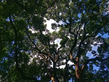 Low angle view of trees