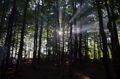 Sun shining through trees in forest