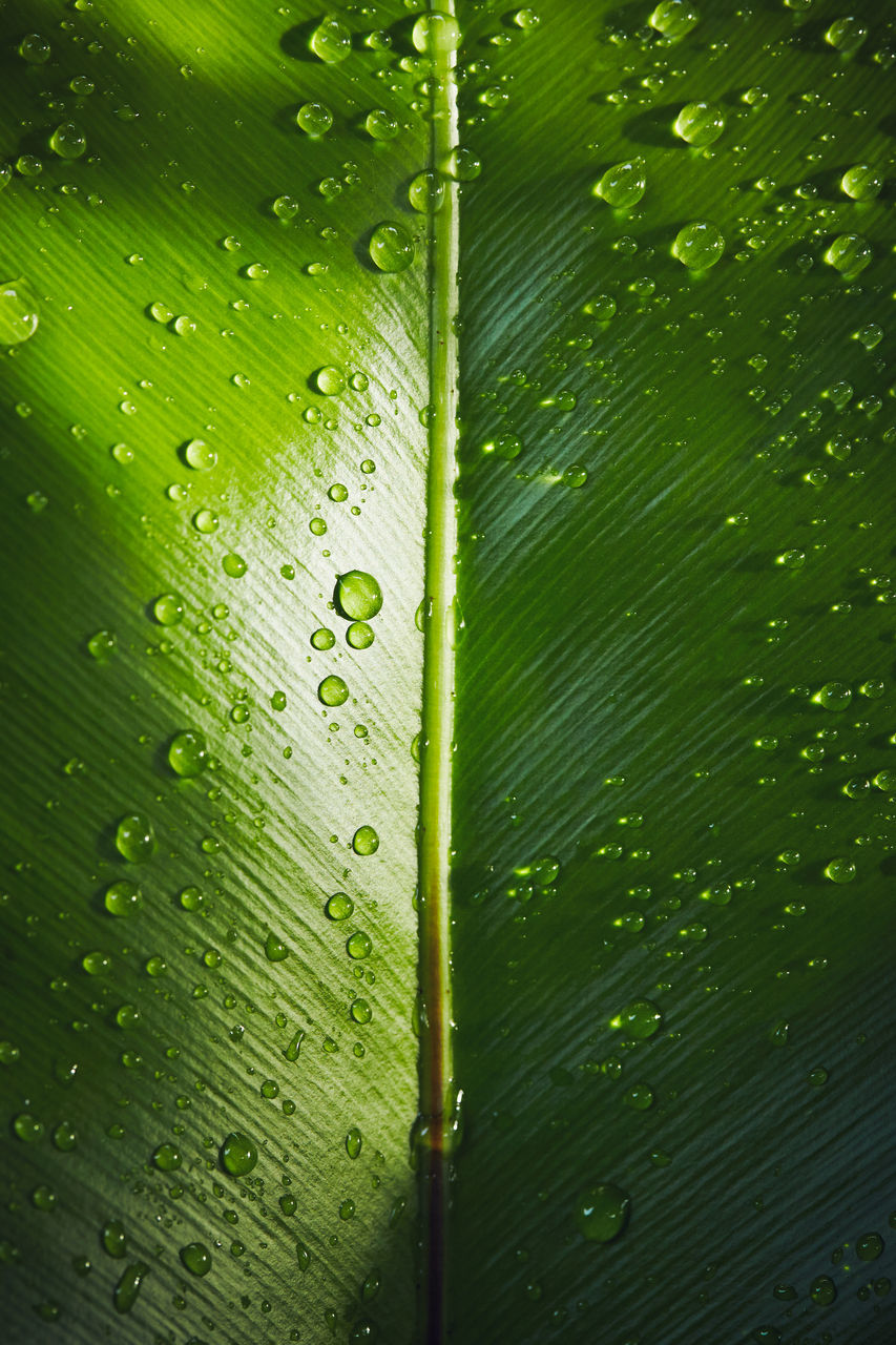 FULL FRAME SHOT OF WATER DROPS ON PLANT