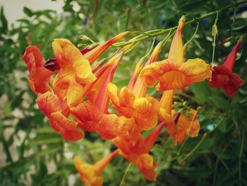 Close-up of red flower