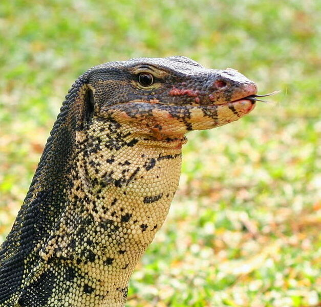 animal themes, one animal, animals in the wild, wildlife, focus on foreground, close-up, reptile, animal head, lizard, side view, nature, field, day, outdoors, animal body part, animal markings, zoology, bird, no people, looking away