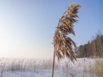 Close-up of plant against clear sky