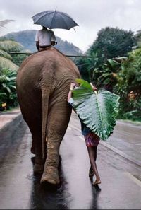Man riding elephant