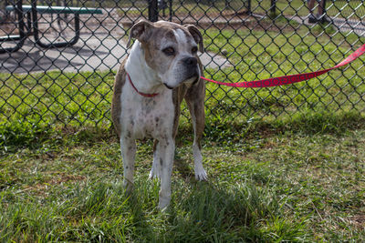 Portrait of dog on chainlink fence