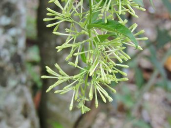 Close-up of leaves