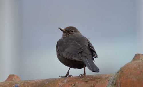 Close-up of bird perching outdoors