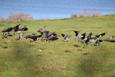 Grassy field