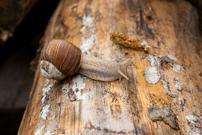 Close-up of snail on wood