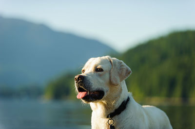 Close-up of dog against sky