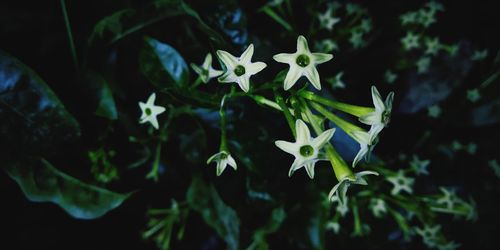 Close-up of flowering plant against black background