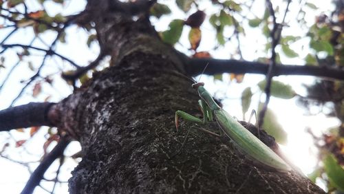 Low angle view of insect on tree