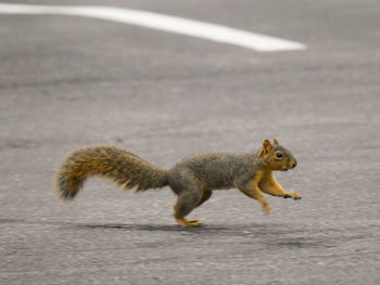Squirrel running on street