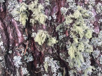 Full frame shot of moss on tree trunk