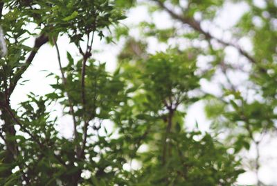 Low angle view of leaves on tree