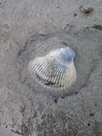 Close-up of crab on sand