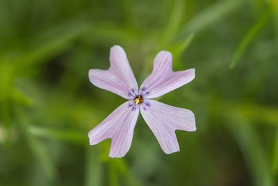 Close-up of insect on flower