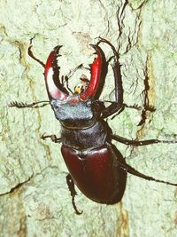 Close-up of crab on tree trunk