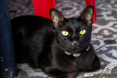 Close-up portrait of black cat