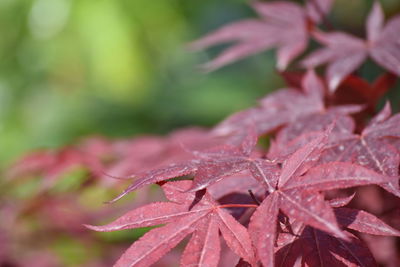 Close-up of maple leaves on plant during autumn