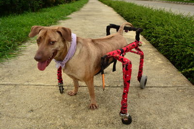 Dog standing on footpath,  disbled dog