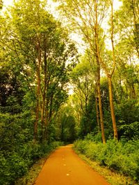 Road passing through forest