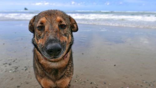 Close-up portrait of dog on beach against sky