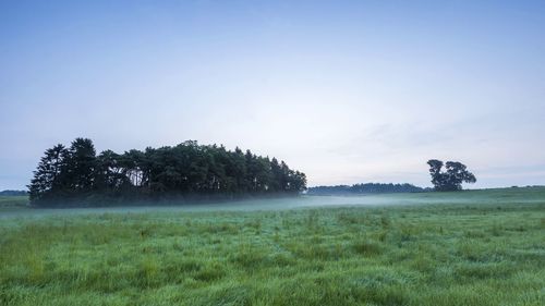 Trees on field against sky