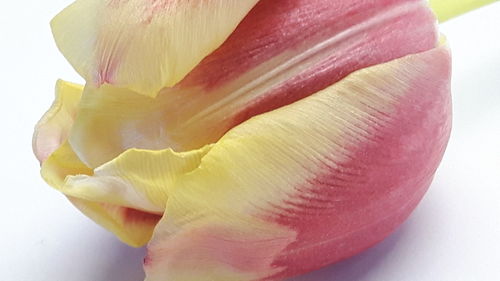 Close-up of yellow flower