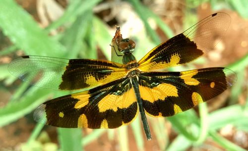 Close-up of butterfly pollinating flower