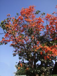 Low angle view of tree against clear sky