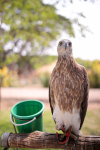 Close-up of bird perching on table