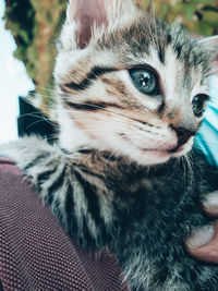 Close-up of a cat