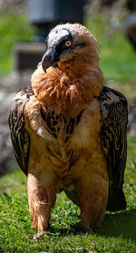 Close-up of bearded vulture 