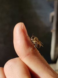 Close-up of insect on hand