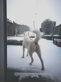 Dog on snow against sky