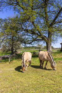 Horses standing in a field